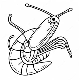 Shrimp Ausmalbild | Garnelen Ausmalbild