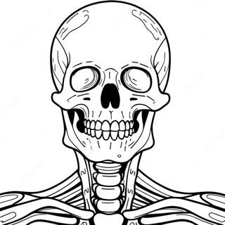 Anatomie des Skelettsystems Ausmalbild | Skelettsystem Ausmalbild
