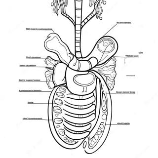 Diagramm des Verdauungssystems Ausmalbild | Verdauungssystem Ausmalbild