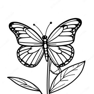 Monarchfalter Ausmalbild | Monarchfalter Ausmalbild