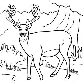 Maultierhirsch Ausmalbild | Maultierhirsch Ausmalbild