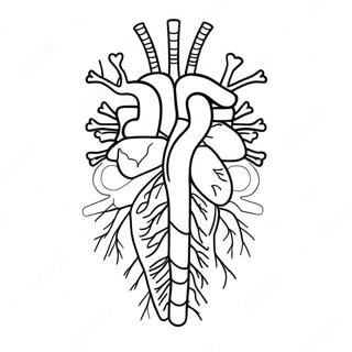 Anatomie des Kreislaufsystems Ausmalbild | Kreislaufsystem Blatt Ausmalbild