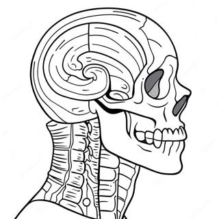 Anatomie Ausmalbild | Anatomie Ausmalbild
